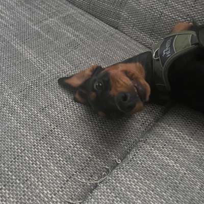 Hundetreffen-Welpentreffen-Bild