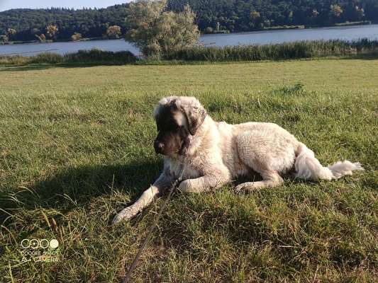 Germanischer Bärenhund-Beitrag-Bild