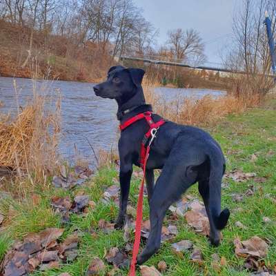 Hundetreffen-Spielpartner gesucht-Bild