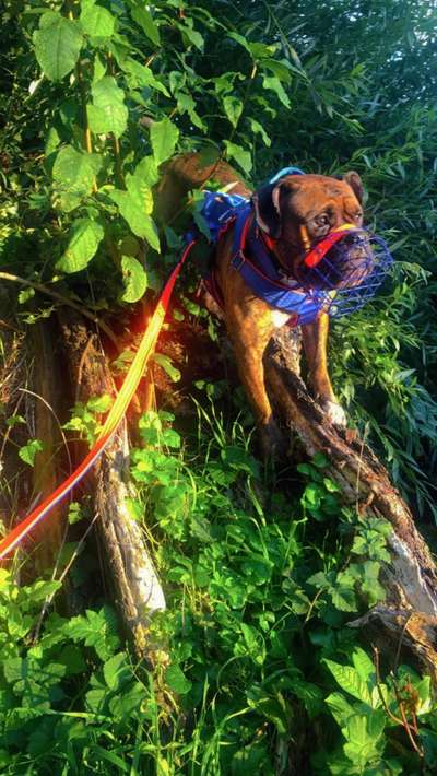 Foto -Challenge  Thema : Dein Hund Im Wald-Beitrag-Bild