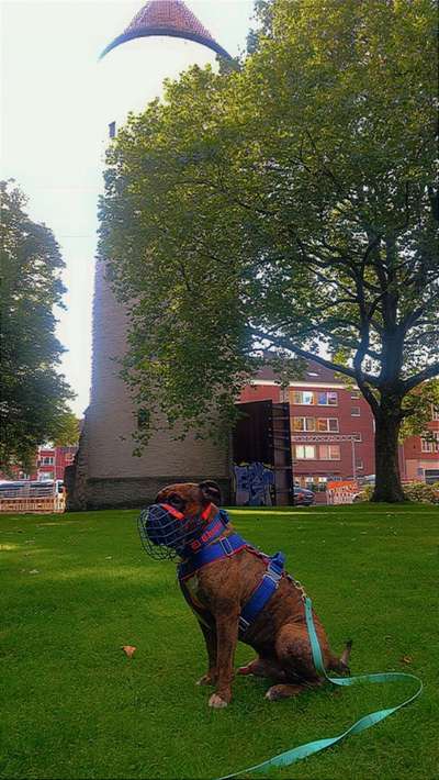 Dogorama Photo Challenge - Türme-Beitrag-Bild