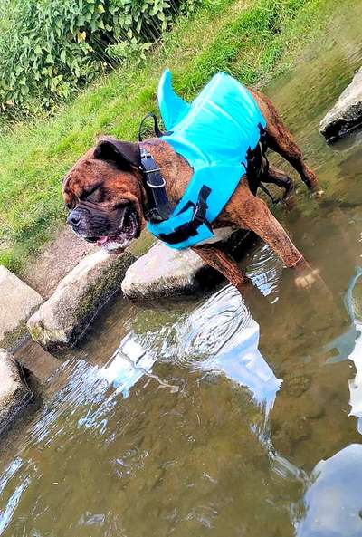 Sicheres Schwimmen mit Hund - Eure Erfahrungen und Tipps-Beitrag-Bild