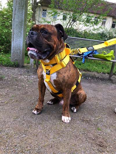 Hunde Geschirre-Beitrag-Bild