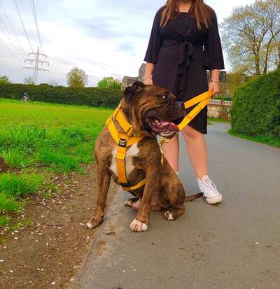 Hunde Geschirre-Beitrag-Bild