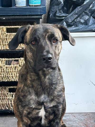 Hundetreffen-Spielpartner gesucht für meine Prinzessin-Bild