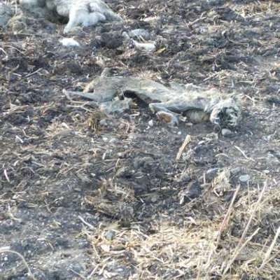 Giftköder-Tierkadaver in Halle / Wörmlitz entdeckt-Bild