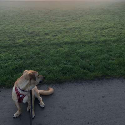 Hundetreffen-Spiel- und Gassi-Treffen mit Junghunden-Bild