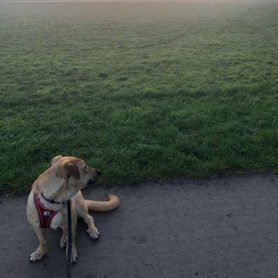 Hundetreffen-Spiel- und Gassi-Treffen mit Junghunden-Bild