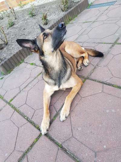 Deutsche Schäferhunde, Belgische Schäferhunde.-Beitrag-Bild