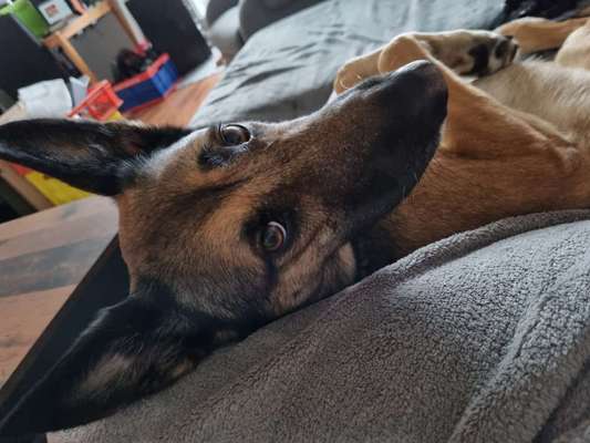 Malinois-Beitrag-Bild