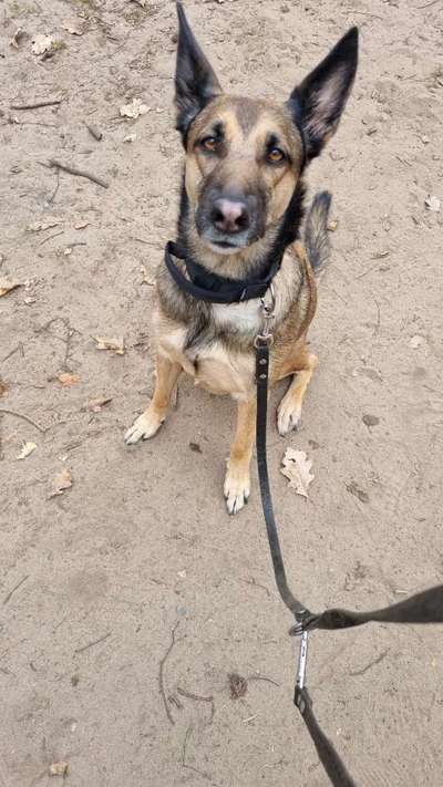 Schleppleine-Beitrag-Bild