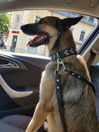 Mischlingshunde Foto Aufruf-Beitrag-Bild