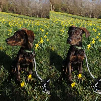 Die Dogorama Monats Challenge "Es grünt und blüht"-Beitrag-Bild