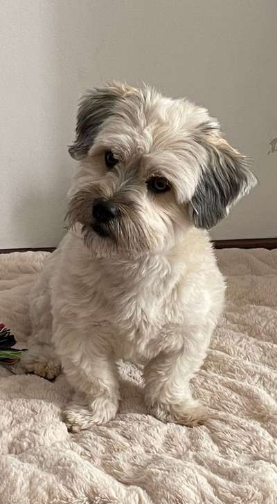 Dogorama Photo Challenge - Portrait-Beitrag-Bild