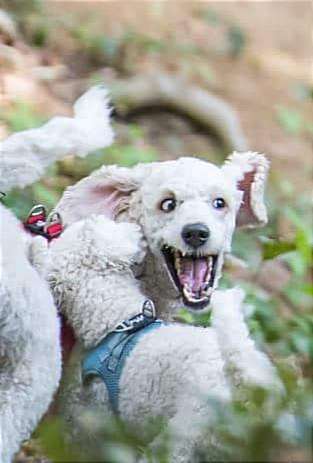 Die Dogorama-Wochen-Challenge "Die schönste Grimasse"-Beitrag-Bild