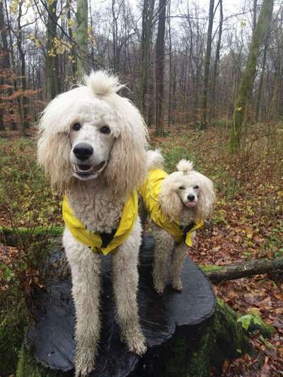 Die Dogorama Wochen Challenge: “Regenspaziergänge"-Beitrag-Bild