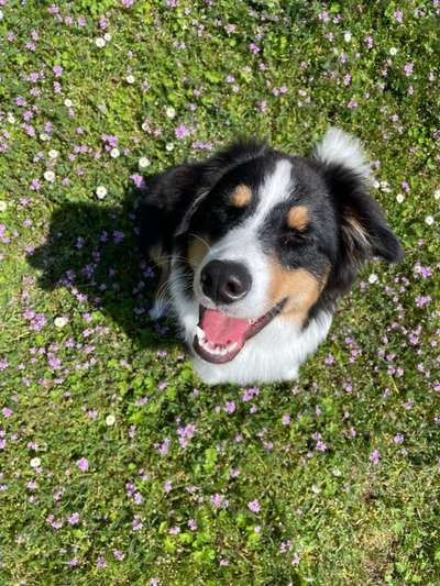 Die Dogorama Monats Challenge "Es grünt und blüht"-Beitrag-Bild