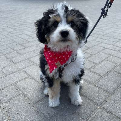 Hundetreffen-Treffen in Stralsund und Umgebung-Profilbild