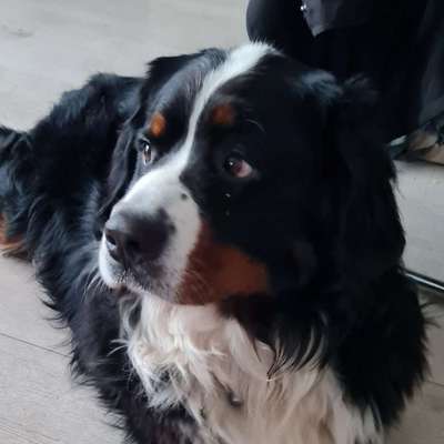 Hundetreffen-Bernertreffen