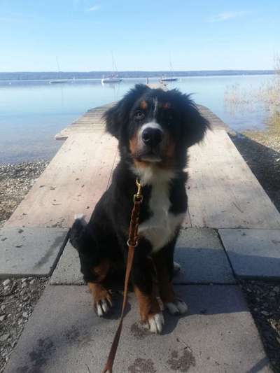 Berner Sennen-Beitrag-Bild