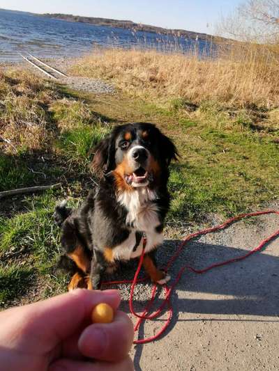 Was sind so die lieblings-Leckerli eurer Hunde?-Beitrag-Bild