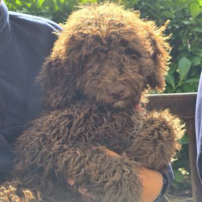 Hundetreffen-Junghundetreffen