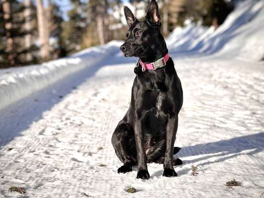 Bardino-Beitrag-Bild