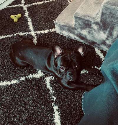 Die besten Hundeblicke 🐾❤️-Beitrag-Bild