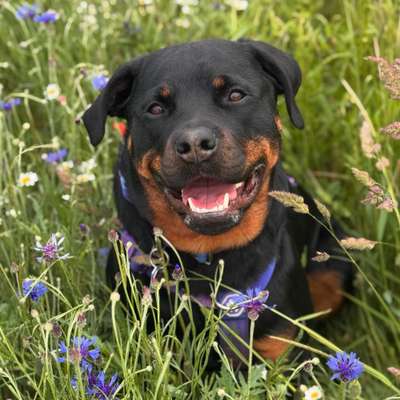 Hundetreffen-Neue Kontakte für entspannte Spaziergänge-Bild