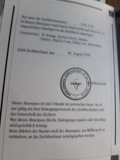 Alles rund um den Schäferhund, diskutieren erwünscht.-Beitrag-Bild