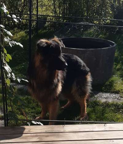 Alles rund um den Schäferhund, diskutieren erwünscht.-Beitrag-Bild