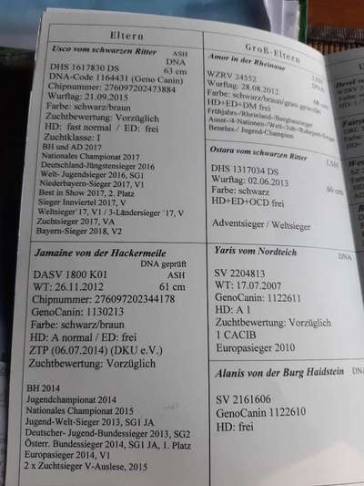 Alles rund um den Schäferhund, diskutieren erwünscht.-Beitrag-Bild