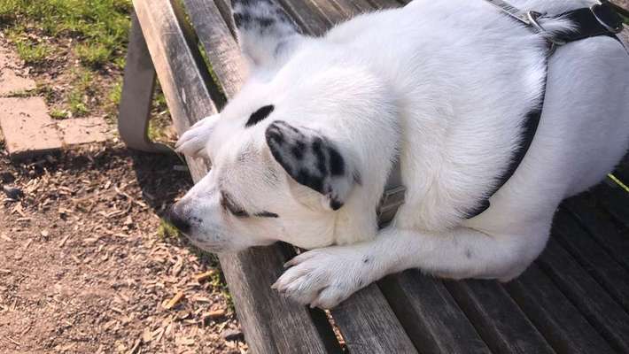 Wo habt ihr eure Hunde her ?-Beitrag-Bild