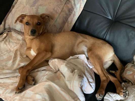 Wo habt ihr eure Hunde her ?-Beitrag-Bild