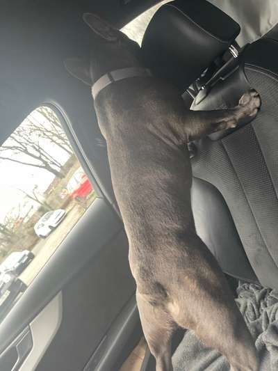 Französische Bulldogge   Rassebeschreibung, Probleme, Kosten, Erfahrungen-Beitrag-Bild