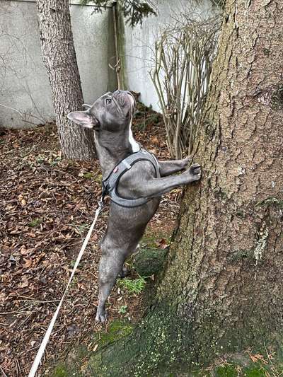 Französische Bulldogge   Rassebeschreibung, Probleme, Kosten, Erfahrungen-Beitrag-Bild