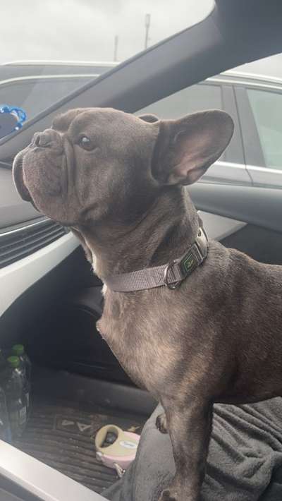 Französische Bulldogge   Rassebeschreibung, Probleme, Kosten, Erfahrungen-Beitrag-Bild