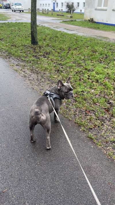 Französische Bulldogge   Rassebeschreibung, Probleme, Kosten, Erfahrungen-Beitrag-Bild