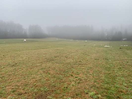 Hundeauslaufgebiet-Leitershofer Wald-Bild