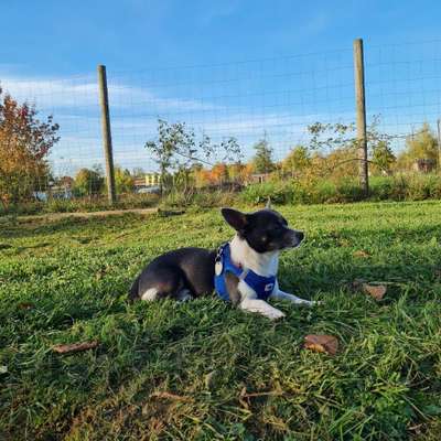 Hundetreffen-Gassitreffen