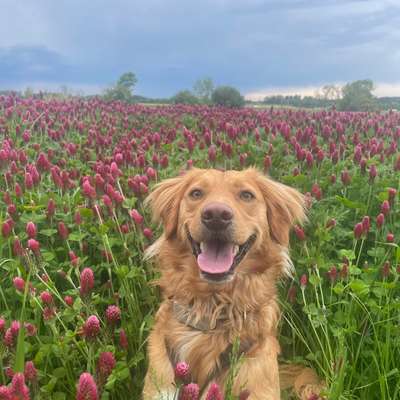 Hundetreffen-Social Walk, Trainieren oder Spiel-Bild