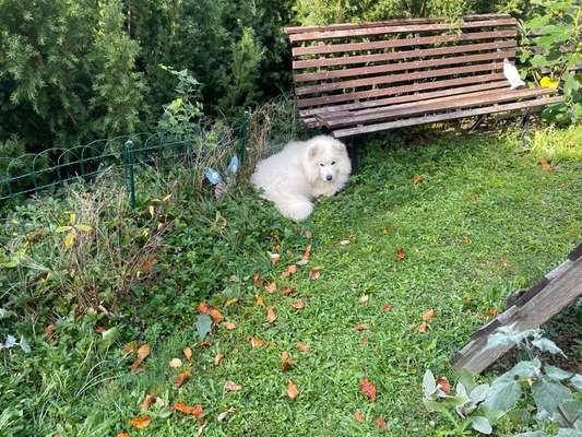 Samojede Besitzer-Beitrag-Bild