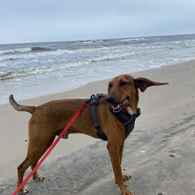 Hundetreffen-Social Walks & Training-Bild