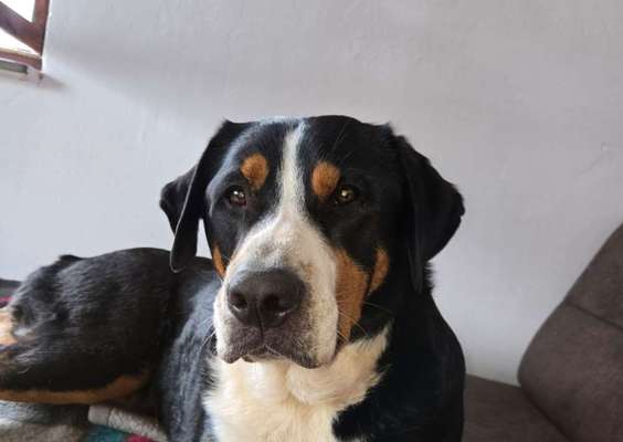 Hundetreffen-Nala sucht neue Spielfreunde.-Bild