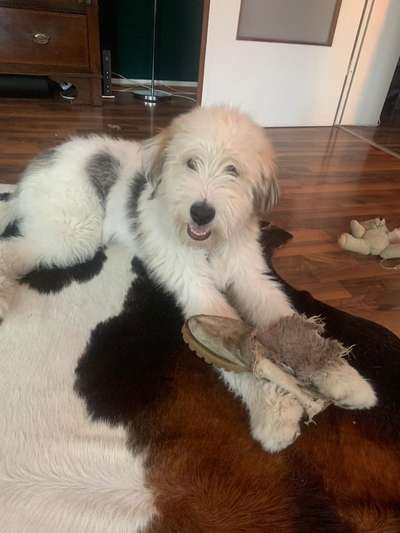 Gibts hier Mioritic Besitzer?-Beitrag-Bild