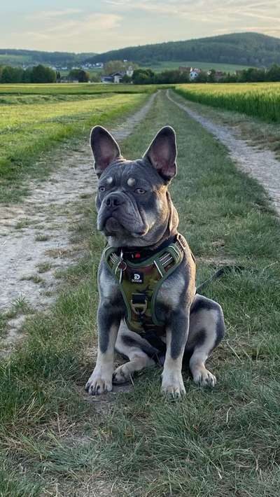 Französische Bulldoggen-Beitrag-Bild