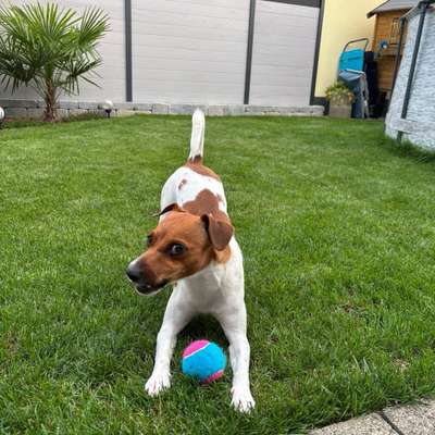 Hundetreffen-Gassi Treffen-Bild