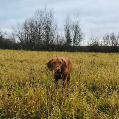 Hundetreffen-Vizsla/Große Hunde Treff Neuwied/Koblenz/Westerwald/Andernach-Bild