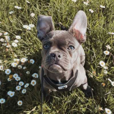 Hundetreffen-Spike sucht Gassi- und Spielfreund-Bild
