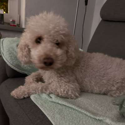 Hundetreffen-Gassi gehen und Spielen-Bild